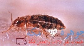شركة مكافحة بق الفراش بمكة بأرخص الاسعار 23