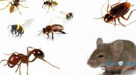 أفضل شركة مكافحة حشرات بمكة ورش مبيدات 8