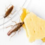 أضرار الصراصير على الإنسان