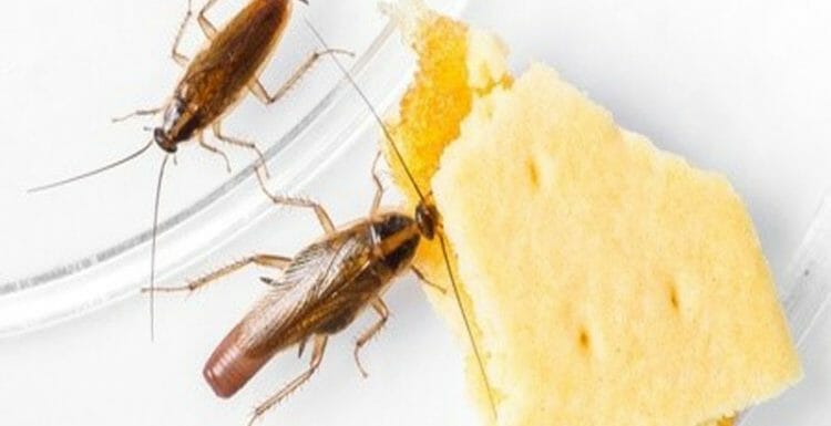 أضرار الصراصير على الإنسان