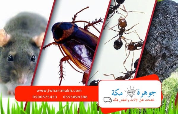 افضل شركة رش حشرات بمكه