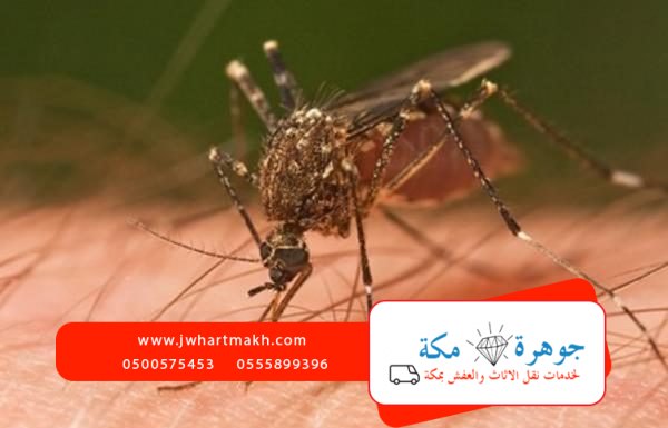 اضرار الناموس وكيفية التخلص منه